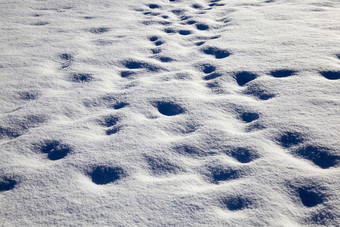 雪地里雪后大降雪的表面在那里是<strong>违</strong>规行为从痕迹人和土壤结构特写镜头雪地里雪后大降雪