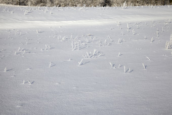 覆盖与雪和霜小量草日益增长的的冬天<strong>季节</strong>的场早....阳光明媚的天气新鲜的空气草日益增长的的冬天<strong>季节</strong>