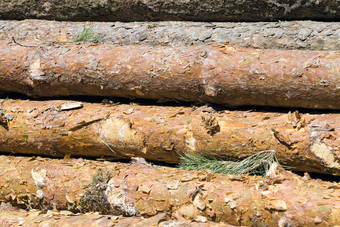 松树干堆在一起在的收获硬木树皮松树干松树干
