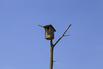 木嵌套盒子站干树分支对蓝色的天空居住为鸟到达的夏天季节木嵌套盒子