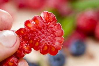 破碎的树莓浆果举行的手特写镜头样本成熟的有益健康的野生浆果的背景不焦点其他浆果树莓和蓝莓破碎的树莓