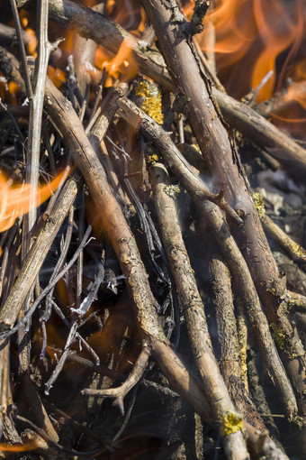 特写镜头的分支机构燃烧的火在的点火的火为烹饪薄分支机构的橙色火焰火分支机构燃烧的火