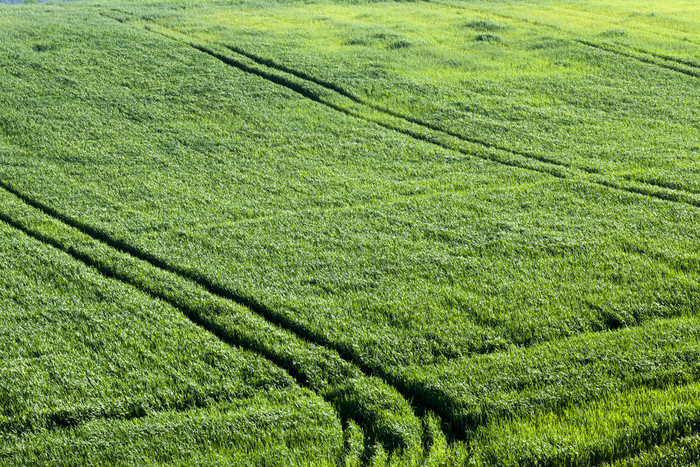 农业场哪一个生长绿色麦片特写镜头视图从以上的夏天绿色农业场