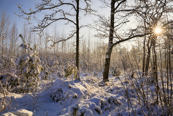 冬天景观阳光明媚的天气的森林只<strong>落叶</strong>树覆盖与雪大雪<strong>飘</strong>冬天景观太阳