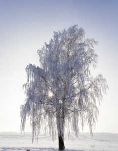 只树桦木冬天分支机构是完全覆盖与雪和霜后霜一个树只树桦木冬天