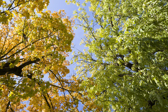 <strong>落叶</strong>树日益增长的在一起的秋天季节树叶树不同的颜色是黄色的橙色和绿色根据的树物种秋天树<strong>落叶</strong>黄色的绿色