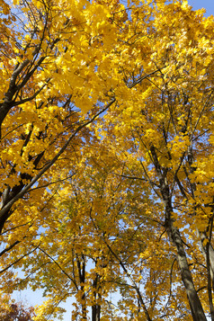 这美丽的树叶树的秋天季节特写镜头的上衣泛黄树叶橡木秋天枫木树