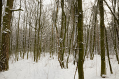 冬天季节的森林只树没有叶子覆盖与雪和霜景观自然冬天森林