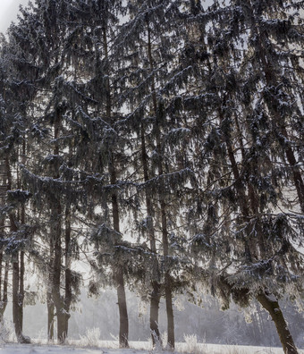 冬天季节的森林常绿云杉和松与针覆盖与雪和霜景观自然针冬天森林云杉