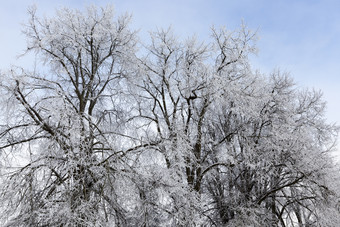 冬天季节的森林只落叶树覆盖与厚层雪和霜与霜mid-cold冬天特别是自然的冬天季节落叶树冬天