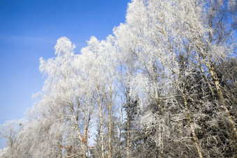 冬天季节的森林只落叶树覆盖与厚层雪和霜与霜mid-cold冬天特别是自然的冬天季节桦木霜