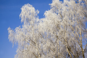 冬天季节的森林只落叶树覆盖与厚层雪和霜与霜mid-cold冬天特别是自然的冬天季节桦木覆盖与白霜