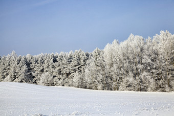 冬天季节的森林只落叶树覆盖与厚层雪和霜与霜mid-cold冬天特别是自然的冬天季节冬天森林