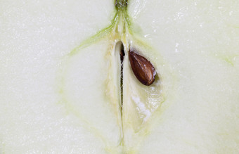 减少成一半成熟的苹果特写镜头结构苹果肉在一起与骨头片苹果种子