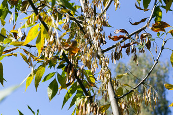 新绿色树叶和直升机树树干枫木视图灰对蓝色的天空特写镜头树春天枫木直升机灰