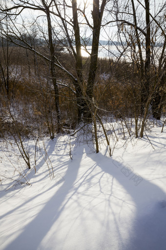 照片日落的阴影的树秋天的大深雪飘冬天雪飘冬天