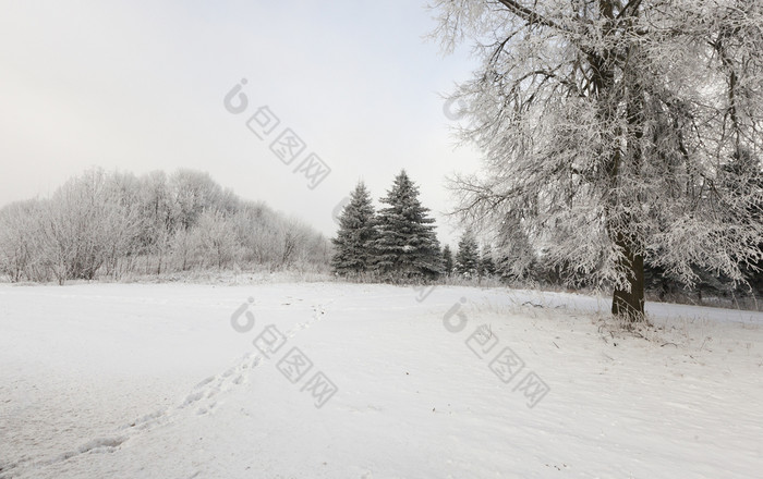 冬天景观的森林树覆盖与雪混合森林与松柏和落叶树冬天景观