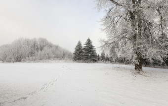 冬天景观的森林树覆盖与雪混合森林与松柏和落叶树冬天景观