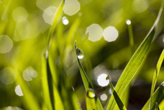 绿色草基斯阳光与滴露水雨哪一个反映场与绿色草特写镜头的野生水滴的绿色草