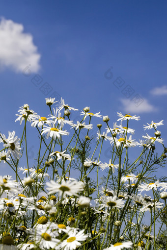 白色<strong>洋甘菊</strong>日益增长的的野生对蓝色的天空的太阳照亮的植物雏<strong>菊</strong>是使用装修和创建顺势疗法药物白色<strong>洋甘菊</strong>日益增长的