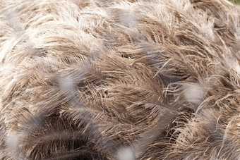 的羽毛大鸟鸵鸟鸸鹋通过金属网格的鸟生活动物园羽毛鸸鹋动物园