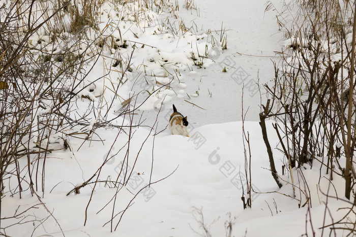 三原色猫红色的和黑色的走雪理由附近森林公园国内动物的野生三原色猫