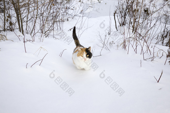 三原色猫红色的和黑色的走雪理由附近森林公园国内动物的野生三原色猫