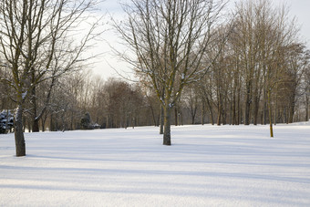 <strong>落叶</strong>树下的雪和雪<strong>飘</strong>的冬天季节景观冷淡的天气景观冷淡的天气