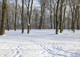 <strong>落叶</strong>树下雪和雪<strong>飘</strong>冬天景观冷淡的天气痕迹人和动物雪冬天公园