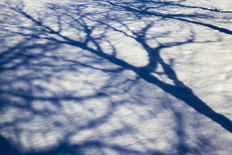 阳光<strong>照射</strong>的雪飘与的影子的分支机构树日益增长的附近的没有树叶硬木阳光<strong>照射</strong>的雪飘