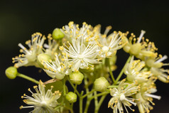 集团林登树花使用为使茶和传统的医学特写镜头黑色的背景不孤立的林登花