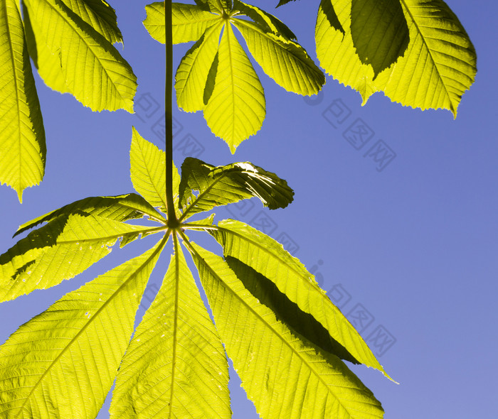 背光栗树叶的春天季节对蓝色的天空特写镜头植物栗叶子