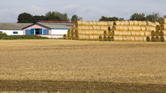 大量堆栈稻草堆在一起为缓解使用堆放附近的前提在哪里宠物是保持堆栈稻草