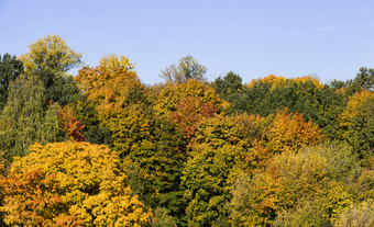 混合落叶森林与不同的品种树不同的颜色的秋天季节自然秋天背景落叶混合森林