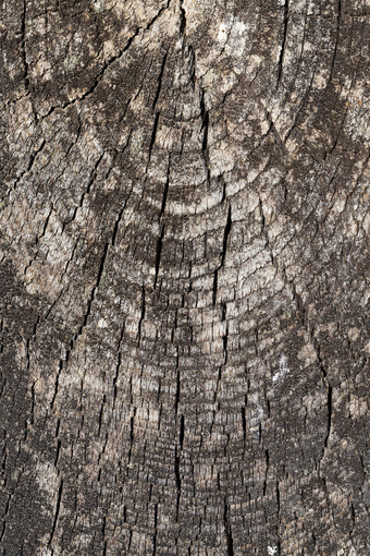 <strong>树桩</strong>老树树干与年度环的破坏的结构木下的影响外部因素雨阳光和其他人片木<strong>树桩</strong>树