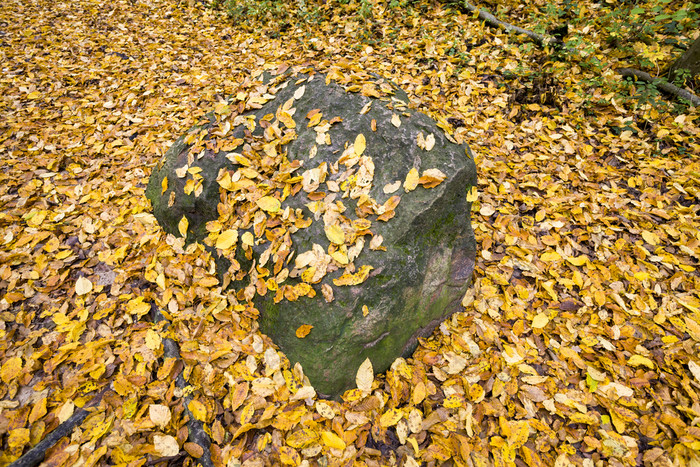 大石头下的黄色的和橙色秋天树叶特写镜头的森林大石头