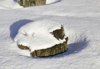 老树树桩覆盖与雪冬天自然树桩下的雪