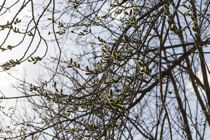 柳树分支机构在开花的春天季节特写镜头的野生对的天空盛开的柳树春天
