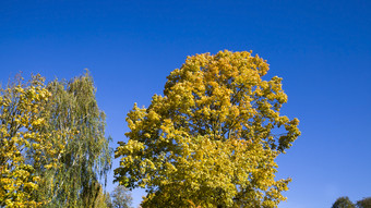 几个树顶秋天叶秋天对蓝色的天空几个树顶
