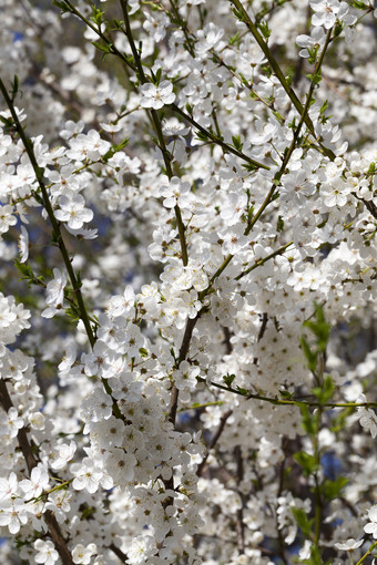 开花分支机构水果树与白色花的春天季节特写镜头的果园开花分支机构水果树