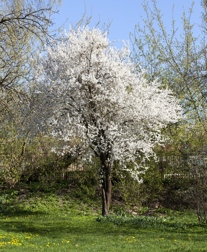 开花分支机构水果树与白色花的春天季节特写镜头的果园开花分支机构水果树
