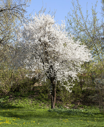开花分支机构<strong>水果树</strong>与白色花的春天季节特写镜头的果园开花分支机构<strong>水果树</strong>
