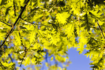 明亮的新鲜的橡木树叶的春天季节橡木后盛开的味蕾的太阳照亮的树叶和花的橡木开花树新鲜的橡木叶子