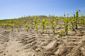 绿色<strong>玉米</strong>日益增长的桑迪土壤农业场夏天季节日益增长的甜蜜的<strong>玉米</strong>为食物绿色<strong>玉米</strong>日益增长的桑迪土壤