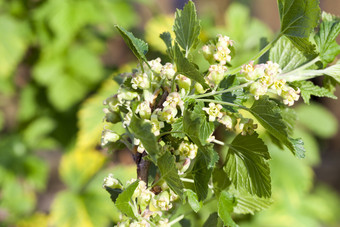 特写镜头盛开的黑色的醋栗春天季节的一年醋栗种植水果花园盛开的醋栗植物