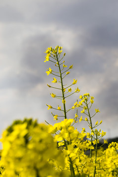 美丽的黄色的油菜籽花春天时间对的背景黑暗多云的天空特写镜头美丽的黄色的油菜籽花