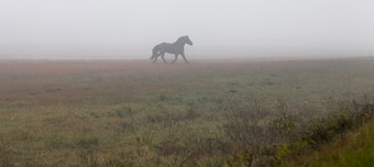 黑色的马走的雾场与泛黄草成人马的秋天季节黑色的马走的雾