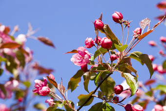 盛开的红色的樱桃的春天季节特写镜头的果园盛开的红色的欧洲香春天樱桃花朵红色的樱桃花