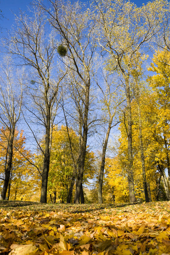 的<strong>最后</strong>的阳光明媚的天明亮的秋天天气的公园金和黄色的树叶树秋天叶秋天的地面和草是覆盖与下降叶子的<strong>最后</strong>的阳光明媚的天明亮的秋天