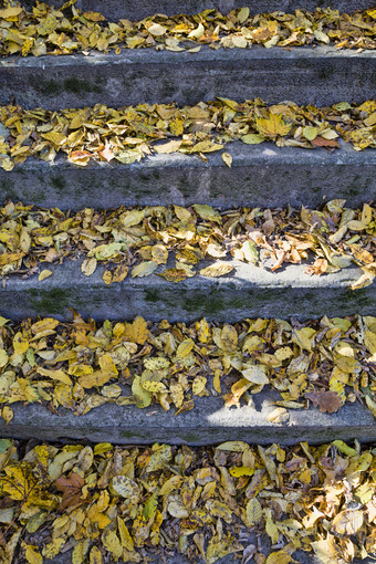 混凝土步骤从的楼梯与树叶的秋天季节秋天阳光明媚的一天的公园混凝土步骤